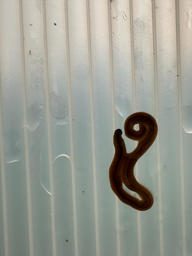 Wandering Broadhead Planarian