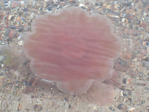 Lion's Mane Jelly