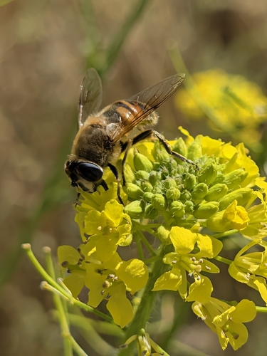 Common Drone Fly