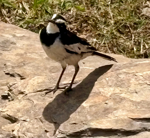 African Pied Wagtail