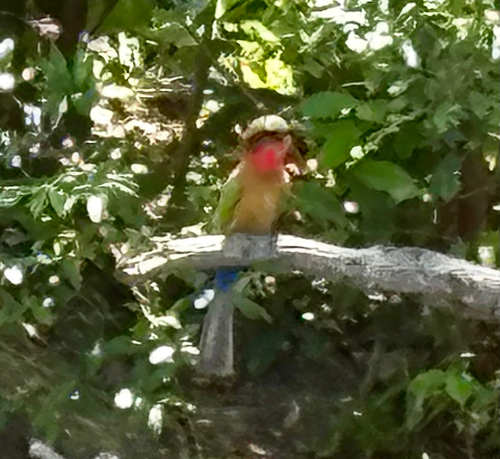 iNaturalist image