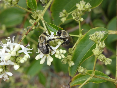 Common Eastern Bumble Bee