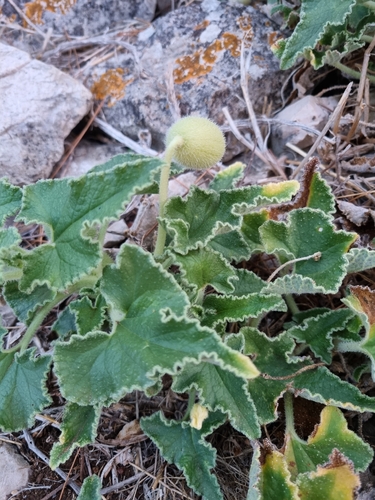 squirting cucumber