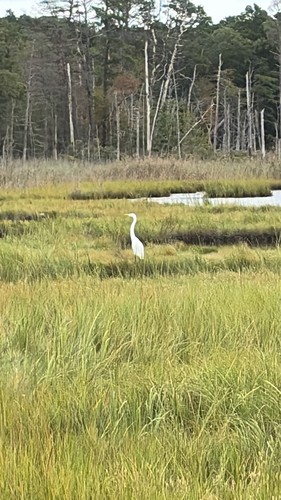 Great Egret