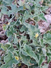 Ecballium elaterium, photograph author not stated, no rights reserved