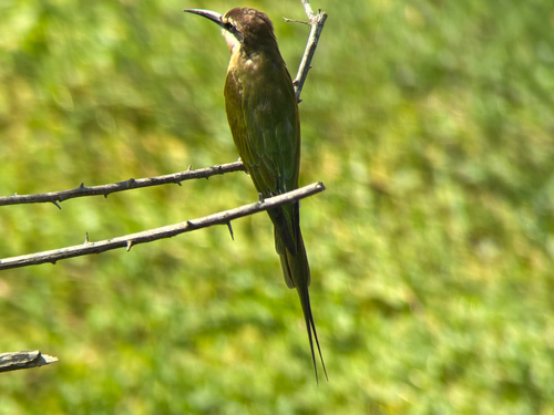 iNaturalist image