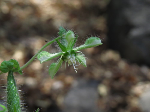 Image of Blumenbachia sylvestris by (c) Nicolás Lavandero, some rights reserved (CC BY)