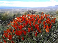 Anarthrophyllum desideratum