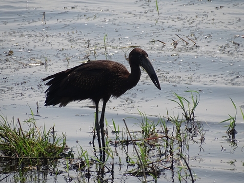 African Openbill