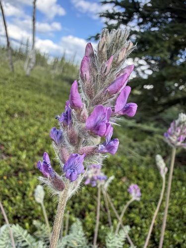 Oxytropis splendens, photograph 4