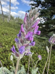 Oxytropis splendens, photograph (c) Matt Berger, some rights reserved (CC BY)