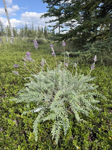 Oxytropis splendens, photograph 6