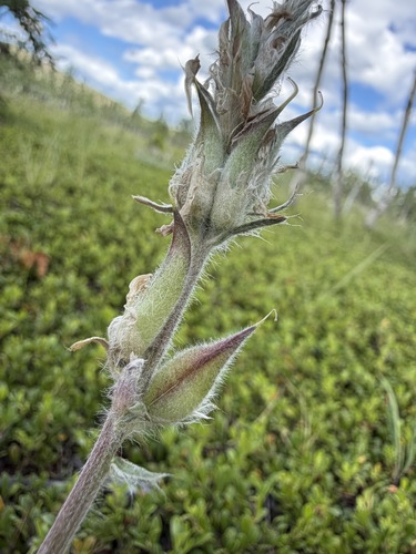 Oxytropis splendens, photograph 5