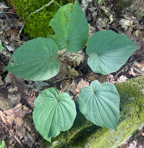 Dioscorea villosa, photograph 1