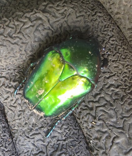 Big Rose-chafer