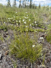 Eremogone capillaris, photograph (c) Matt Berger, some rights reserved (CC BY)