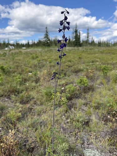Delphinium glaucum, photograph 3