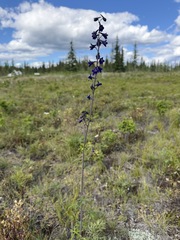 Delphinium glaucum, photograph (c) Matt Berger, some rights reserved (CC BY)