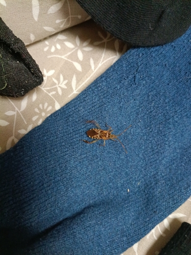 Western Conifer Seed Bug