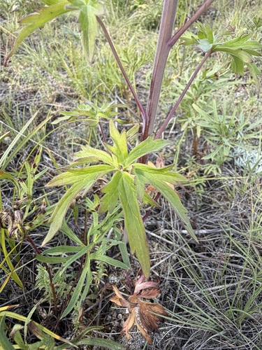 Delphinium glaucum, photograph 2