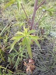 Delphinium glaucum, photograph (c) Matt Berger, some rights reserved (CC BY)