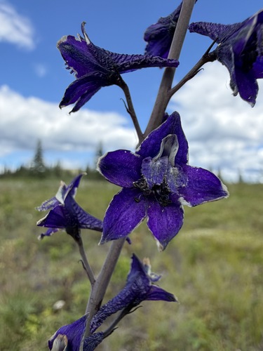 Delphinium glaucum, photograph 1