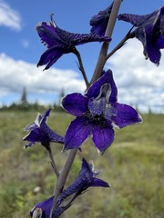 Delphinium glaucum