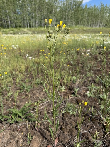 Crepis tectorum, photograph 1