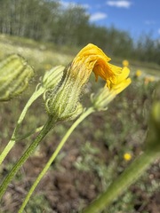 Crepis tectorum, photograph (c) Matt Berger, some rights reserved (CC BY)
