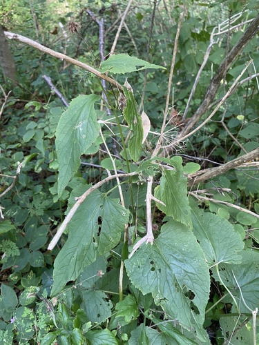 Lunaria rediviva, photograph 3