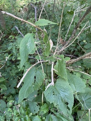 Lunaria rediviva, photograph (c) Илья Руденко, some rights reserved (CC BY)