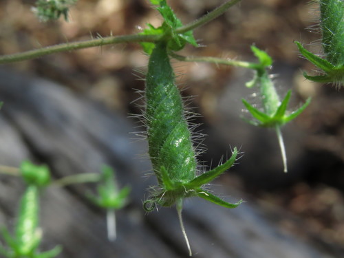 Image of Blumenbachia Sylvestris (Blumenbachia sylvestris) by (c) Nicolás Lavandero, some rights reserved (CC BY)