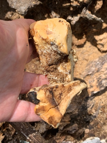 Giant Polypore