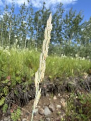 Thinopyrum intermedium, photograph (c) Matt Berger, some rights reserved (CC BY)