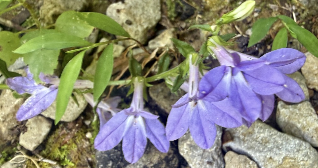 Lobelia puberula; photograph author not stated, no rights reserved