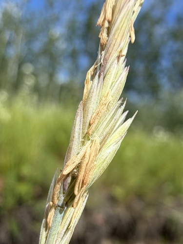 Thinopyrum intermedium, photograph 6