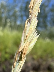 Thinopyrum intermedium, photograph (c) Matt Berger, some rights reserved (CC BY)