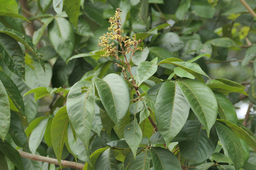 Vitex pinnata observed 2026-08-25