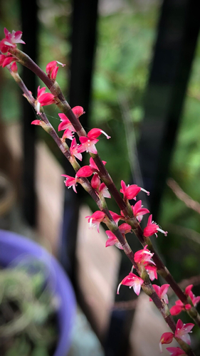 Asian jumpseed