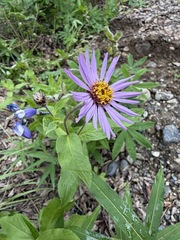 (c) Matt Berger, some rights reserved (CC BY) Eurybia sibirica, photograph (c) Matt Berger, some rights reserved (CC BY)