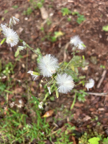 American burnweed