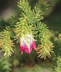 Darwinia oxylepis