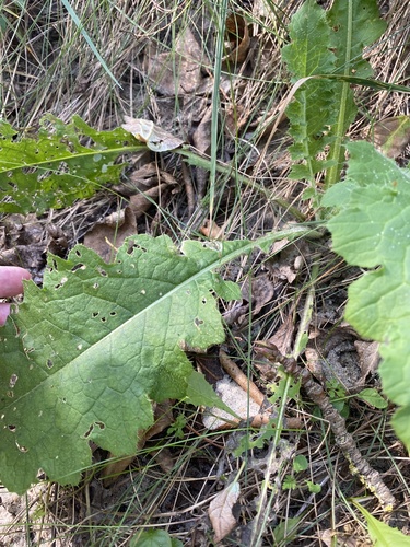 Carduus crispus, photograph 2