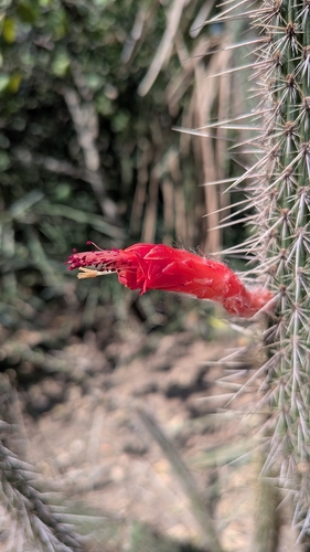 Cleistocactus baumannii
