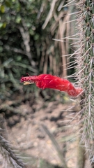 Cleistocactus baumannii