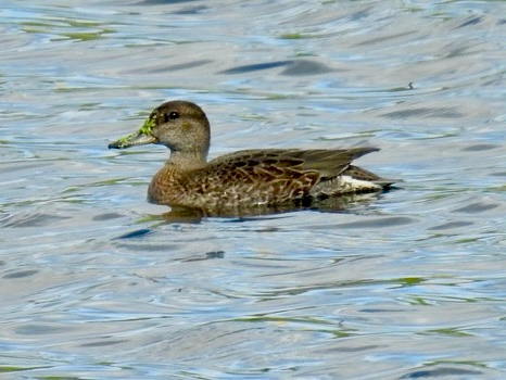 Green-winged Teal