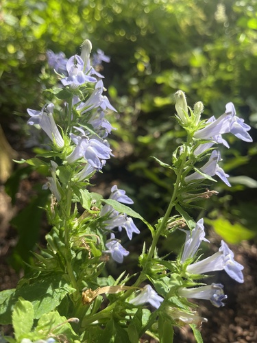 great blue lobelia