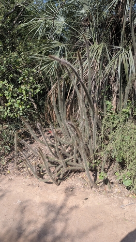 Cleistocactus baumannii, photograph 2
