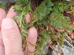 Cryptogramma acrostichoides
