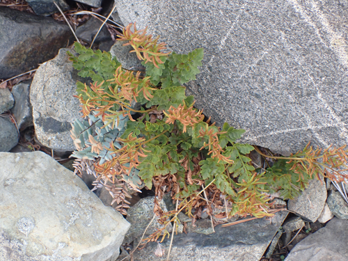 Cryptogramma acrostichoides, photograph 1